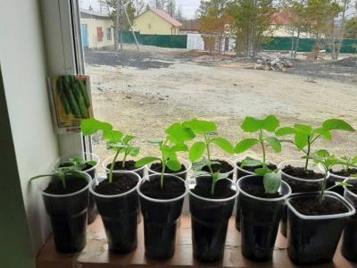 Как выбрать рассаду? Советы экспертов