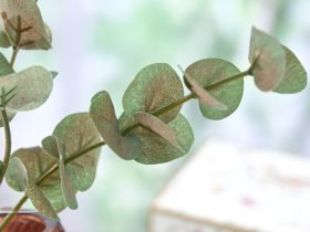 Ветвь Agerola