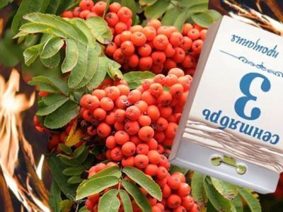 Где можно жечь костры рябин и что делать, если вы одиноки?