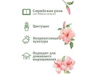 Набор для выращивания растений "Вырасти, Дерево!", "Сирийская роза"