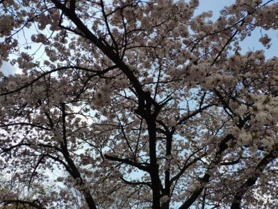 Фестиваль корейской культуры пройдет в Якутске