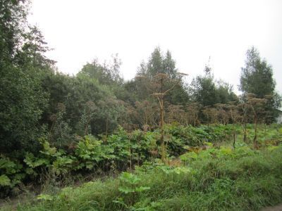 Усадьба Каврайских. Парк