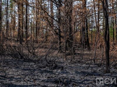 В Якутии проводят верификацию площади лесных пожаров за 2023 год