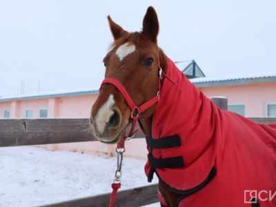 В Якутске могут увеличить финансирование иппотерапии для реабилитации детей-инвалидов