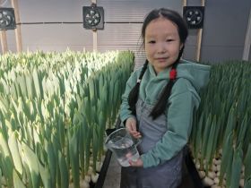 Семья из Мегино-Кангаласского района вырастила 20 тысяч тюльпанов к 8 Марта