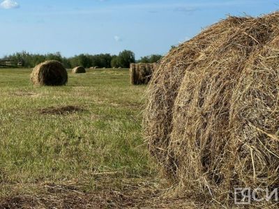 Свыше 298 тысяч тонн сена заготовили в Якутии