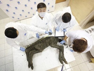 Ученые хотят клонировать древнего верхоянского жеребенка
