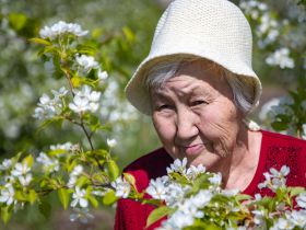 «Ранетки лежали под снегом»: история первого в Якутии яблоневого сада