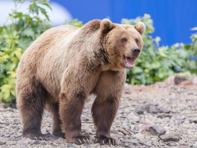 В окрестностях Якутска заметили медведя