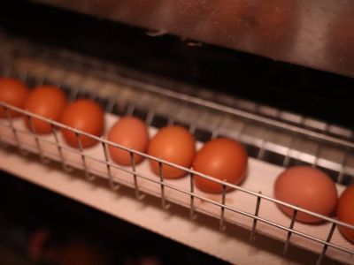Более 160 млн штук яиц планируется произвести в Якутии в этом году