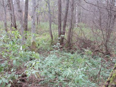 Памятное место, где в 1942 г. немецко-фашистские захватчики производили массовые казни советских военнопленных