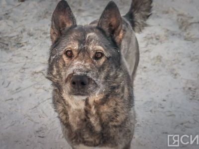 Что делать, если соседи выпускают собак на самовыгул: разъяснение департамента ветеринарии Якутии