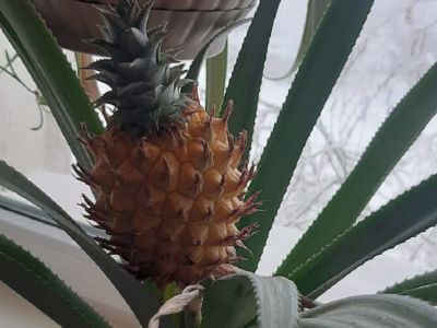 В Якутске агроном-любитель выращивает на подоконнике ананасы