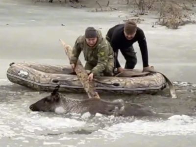 Видеофакт: провалившегося под лед оленя спасли в Амгинском районе Якутии