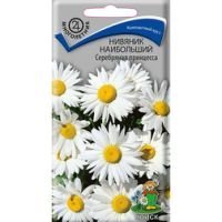 Нивяник наибольший Серебряная принцесса