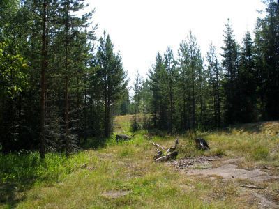 Посадки сосны Муррея в 6 квартале Валаамского лесхоза