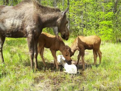 Лосиху с двойняшками сняла фотоловушка в нацпарке «Ленские столбы»