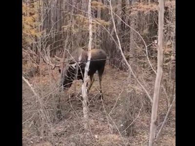 Минэкологии Якутии: «Запутавшийся в оптоволоконном кабеле лось погиб»