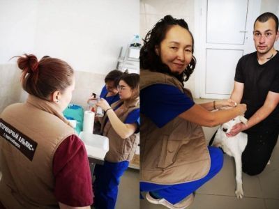 300 бесплатных операций по стерилизации животных проведут волонтеры из Новосибирска в Якутске