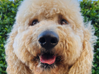 Смартфон Samsung