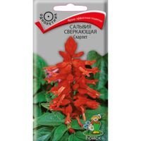 Сальвия сверкающая Скарлет