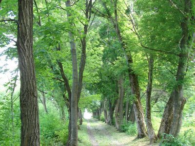 Хутор "Градовский" Градовских, парк