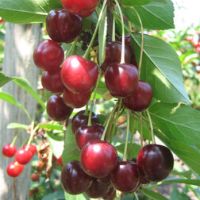 Вишня Тургеневка (подвой клоновый, Измайловский) (в сетке)