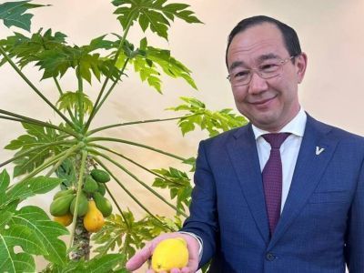 В тепличном комплексе «Саюри» выращивают папайи