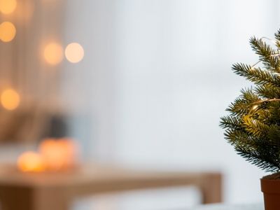 Как ухаживать за ёлкой в горшке в домашних условиях?