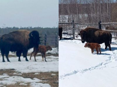 В Якутии родились первые в этом году телята лесных бизонов