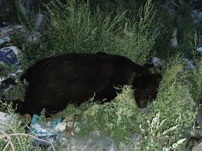 В Верхнеколымском улусе ликвидировали второго медведя возле свалки