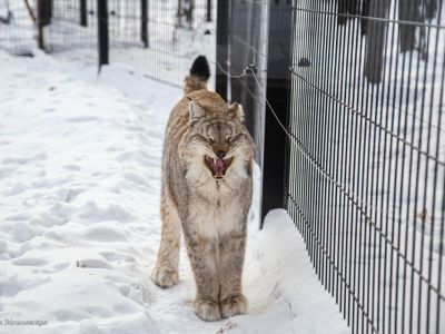 В зоопарке «Орто Дойду» грядет большое новоселье