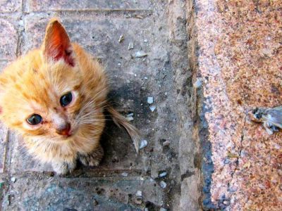 В Якутске пройдёт ярмарка по пристройству бездомных животных