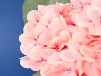 Букет Lecce, розовый