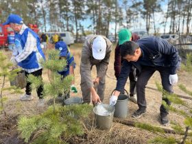 Якутяне высадили 600 сосен для геоглифа «Победа-80»