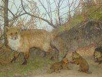 Консисторский корпус