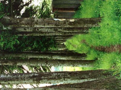 Двурядовая пихтовая аллея (аллея одинокого монаха)