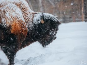 Лесных бизонов завезут в Олекминский район