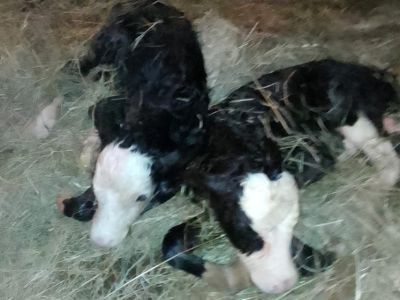 Фотофакт: в Среднеколымском районе Якутии родились телята-близнецы