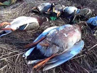 Житель Абыйского района Якутии заплатит штраф за незаконную добычу