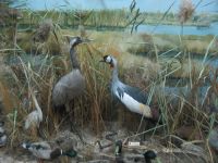 Ейский районный краеведческий музей