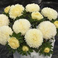 Астра Бьютифул Дэй Креми Вайт (1уп-3гр) профессиональные семена