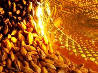 Опубликованы первые результаты исследования качества пива