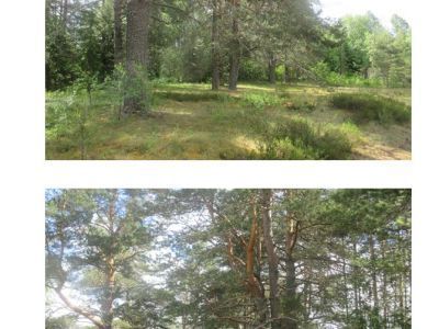 Парк усадебный регулярно-пейзажной планировки