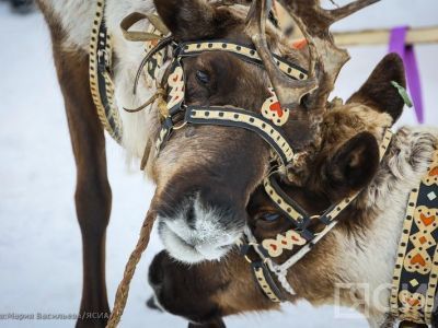 Долганскую породу оленей планируют разводить в Анабарском районе Якутии