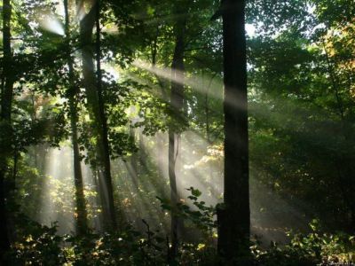 Могила И. Сонкина, секретаря Мостовского РК ВЛКСМ, погибшего от рук фашистских оккупантов