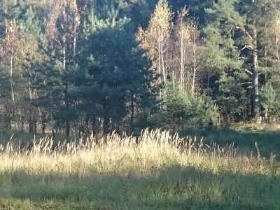 Памятное место, где в 1941 г. находился штаб 16-й армии генерал-лейтенанта М.Ф. Лукина