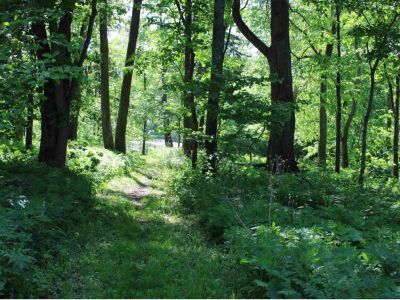 Усадебный парк