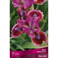 Ирис карликовый Кэтс Ай