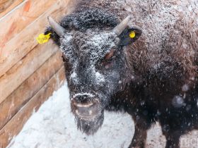 Лесных бизонов завезут в Олекминский район